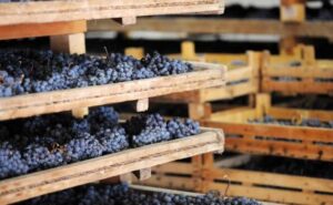 amaronedrying (Appassimento)