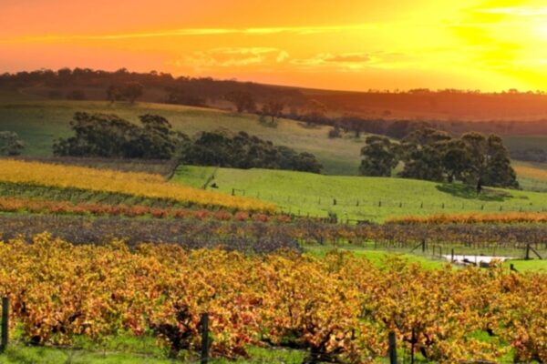 Australian Wine Industry Faces Deepening Crisis