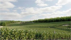 kentishwinevault (New Kent Winery Planning Rejected)