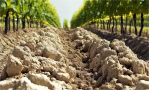 minerality (Minerality)