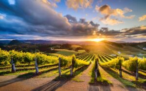 NewZelandVineyard (New Zealand Wine Exports Surged 23%)