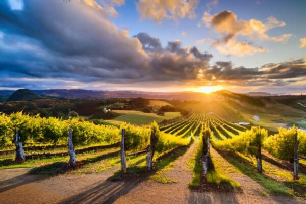 New Zealand Wine Exports Surged 23%