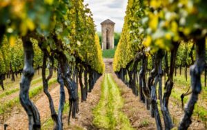 frenchvineyard (The French Wine Industry’s Battle Against Climate Change)