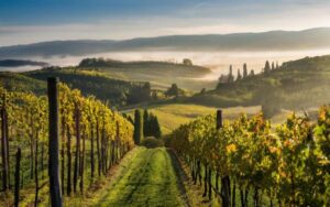 italian4 (Italy Loses Wine-making Leadership to France)