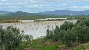 southafricavinesflooding (Flooding in South Africa Could Disrupt Your Favourite Wines)