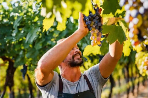 EU Wine Consumption Decline and Export Uncertainties