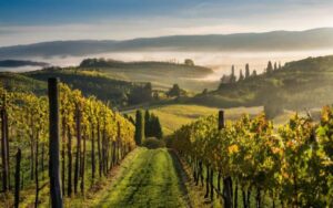 italianwinedown (Italian Wine Production Fell by 17% Last Year)