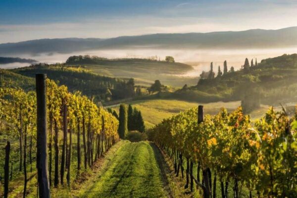 Italian Wine Production Fell by 17% Last Year