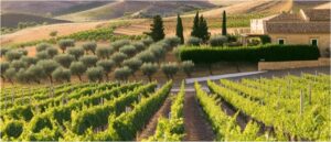 sicilianvineyardhorizontal (Understanding Sicilian Wines)