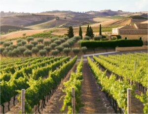 sicilyvineyard (Understanding Sicilian Wines)