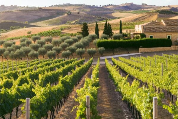 Understanding Sicilian Wines