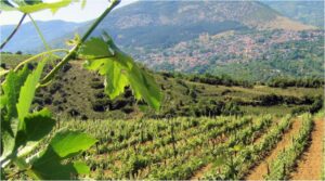 winesofgreece (Understanding Greek Wines)