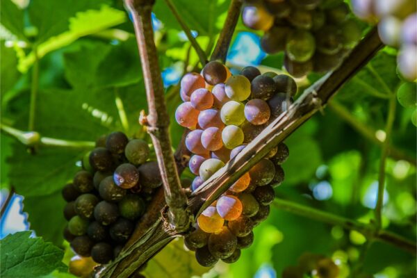 Understanding Pinot Grigio