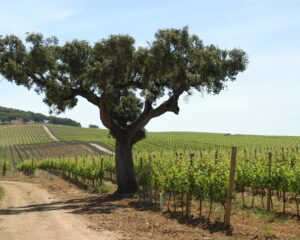 alentejolandscape (Understanding Wines of Alentejo, Portugal)