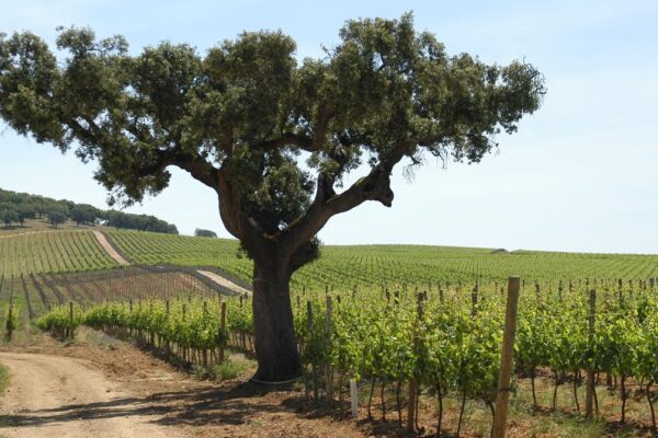 Understanding Wines of Alentejo, Portugal