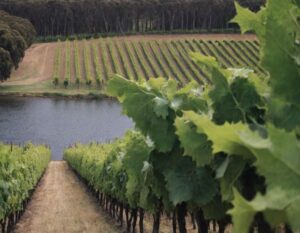 australianvineyard2 (Australian Wine Report)