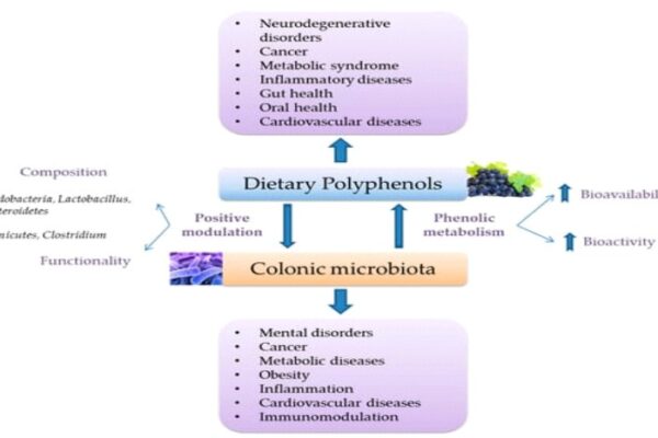 Wine, Neuroprotection and Gut Health