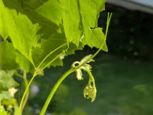 vinetendrils (Tendrils)