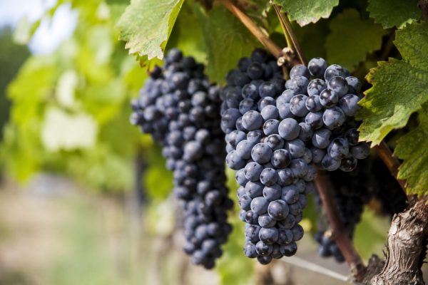 How Climate Change Could Reshape the Taste of Chardonnay and Pinot Noir
